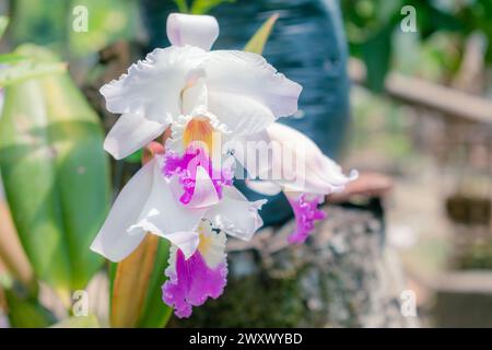 Nahaufnahme von ORCHIDEEN (Cattleya labiata), die in einem natürlichen Garten angebaut werden Stockfoto