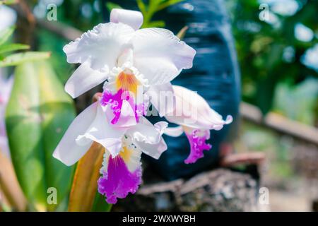 Nahaufnahme von ORCHIDEEN (Cattleya labiata), die in einem natürlichen Garten angebaut werden Stockfoto