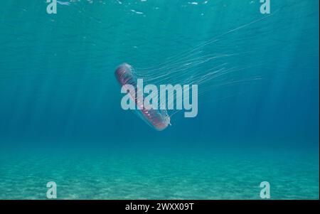 Quallen unter Wasser (Aequorea forskalea), Naturszene, Mittelmeer, Spanien Stockfoto