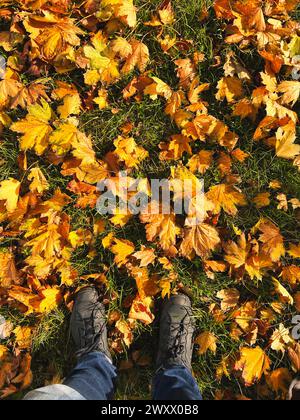 Goldene Ahornblätter auf Gras im Herbst. In der Nähe stehen zwei Stiefel einer Person. Stockfoto