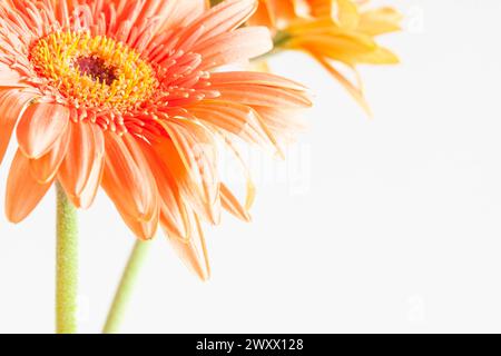 Großansicht von blassorangen oder pfirsichfarbenen Gerbera x Hybrida oder afrikanischen Gänseblümchen mit hellem weißen sauberen Hintergrund und Kopierraum. Stockfoto