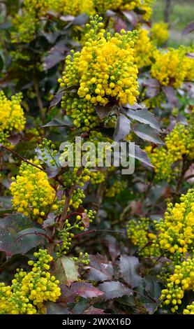 Nahaufnahme der Blumen von Mahonia aquifolium (Oregon-Traube) in einem Garten im Frühling Stockfoto