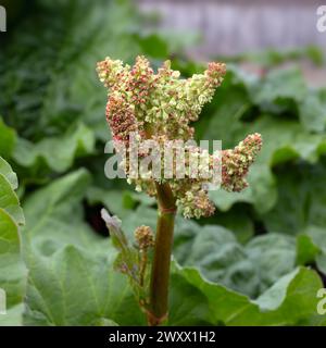 Nahaufnahme der Blüten des Rheum x hybridum 'Timperley Early'-Rhabarbers im Frühjahr Stockfoto