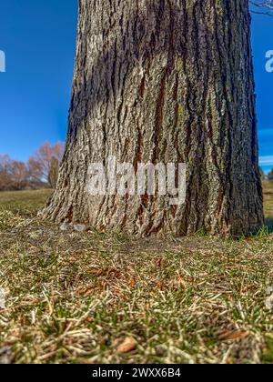 Die Nahaufnahme zeigt den Baumstamm am Boden und das neue Frühlingsgras. Der Hintergrund des Baums zeigt einen klaren blauen Himmel. Die Rinde lebt von grünem gelbem Moos. Stockfoto