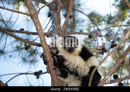 Schwarz-weiß geraffte Lemuren in ihrem natürlichen Lebensraum Madagaskar. Süße flauschige helle Primaten Nahaufnahme. Variiert varecia variegata, endemisch Stockfoto