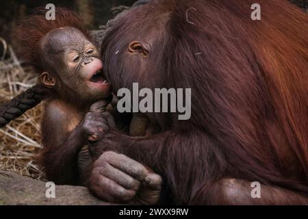 Münster, NRW, Deutschland. April 2024. Freche Hutan-Cozies bis zu Mama Mandi. Bornean Orangutan (Pongo pygmaeus) Baby Hutan (männlich) hält seine Mutter Mandi mit seinen verspielten Mätzchen beschäftigt. Bornean-Orang-Utans sind vom Aussterben bedrohte Arten und die Ankunft Hutans im vergangenen Jahr hat die Mitarbeiter im Zoo Münster sowie in Blackpool begeistert, denn Hutans Vater Ramon kam erst aus Blackpool om 2022 in die Tghe Münster Gruppe. Quelle: Imageplotter/Alamy Live News Stockfoto