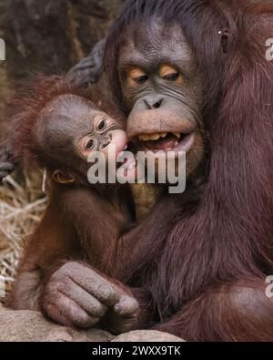 Münster, NRW, Deutschland. April 2024. Freche Hutan-Cozies bis zu Mama Mandi. Bornean Orangutan (Pongo pygmaeus) Baby Hutan (männlich) hält seine Mutter Mandi mit seinen verspielten Mätzchen beschäftigt. Bornean-Orang-Utans sind vom Aussterben bedrohte Arten und die Ankunft Hutans im vergangenen Jahr hat die Mitarbeiter im Zoo Münster sowie in Blackpool begeistert, denn Hutans Vater Ramon kam erst aus Blackpool om 2022 in die Tghe Münster Gruppe. Quelle: Imageplotter/Alamy Live News Stockfoto