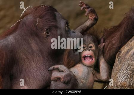 Münster, NRW, Deutschland. April 2024. Bornean Orangutan (Pongo pygmaeus) Baby Hutan (männlich) hält seine Mutter Mandi mit seinen verspielten Mätzchen beschäftigt. Bornean-Orang-Utans sind vom Aussterben bedrohte Arten und die Ankunft Hutans im vergangenen Jahr hat die Mitarbeiter im Zoo Münster sowie in Blackpool begeistert, denn Hutans Vater Ramon kam erst aus Blackpool om 2022 in die Tghe Münster Gruppe. Quelle: Imageplotter/Alamy Live News Stockfoto