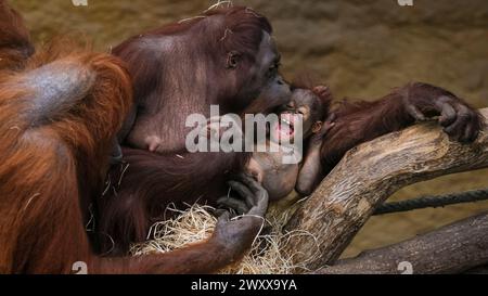 Münster, NRW, Deutschland. April 2024. Bornean Orangutan (Pongo pygmaeus) Baby Hutan (männlich) hält seine Mutter Mandi mit seinen verspielten Mätzchen beschäftigt. Bornean Orang Utans sind eine vom Aussterben bedrohte Art und die Ankunft Hutans im vergangenen Jahr hat die Mitarbeiter im Zoo Münster sowie in Blackpool begeistert, denn Hutans Vater Ramon trat erst 2022 der Münstergruppe aus dem Zoo Blackpool bei. Quelle: Imageplotter/Alamy Live News Stockfoto