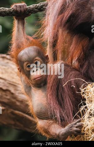 Münster, NRW, Deutschland. April 2024. Frecher Youngster Hutan. Bornean Orangutan (Pongo pygmaeus) Baby Hutan (männlich) hält seine Mutter Mandi mit seinen verspielten Mätzchen beschäftigt. Bornean Orang Utans sind eine vom Aussterben bedrohte Art und die Ankunft Hutans im vergangenen Jahr hat die Mitarbeiter im Zoo Münster sowie in Blackpool begeistert, denn Hutans Vater Ramon trat erst 2022 der Münstergruppe aus dem Zoo Blackpool bei. Quelle: Imageplotter/Alamy Live News Stockfoto