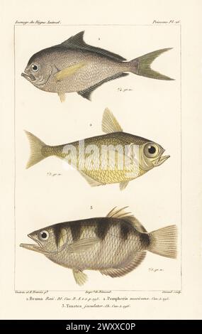 Atlantischer Pomfret, Brama brama 1, Glaskehrer, Pempheris schomburgkii 2 und gebänderter Arschfisch, Toxotes jaculatrix 3. Handkolorierter Kupferstich von Eugene Giraud nach einer Illustration von Felix-Edouard Guérin-Méneville und Edouard Travies aus Guérin-Ménevilles Iconographie du règne Animal de George Cuvier, Ikonographie des Tierreiches von George Cuvier, J. B. Bailliere, Paris, 1829–1844. Stockfoto