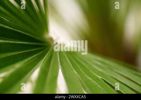 Palm Leaf abstrakt Stockfoto
