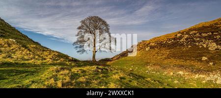 Sycamore Gap, Hadrianswall Stockfoto