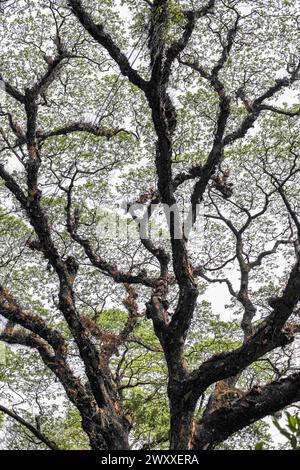 2. April 2024, Chittagong, Chattogram, Bangladesch: Bäume auf der schönen Straße vom Tigerpass nach Kadmatoli wurden für den Fall markiert. Die Entwicklungsbehörde Chittagong erklärte, dass diese Bäume vor dem Bau der Hauptinfrastruktur der Rampe nach dem Bodenversuch abgeschnitten werden. Anfang 2021 wurde eine Initiative zum Bau eines Krankenhauses in CRB ergriffen, einem Ort umgeben von natürlicher Schönheit und Grün. Aber die Zivilgesellschaft hat dagegen protestiert. Angesichts der Proteste der Zivilgesellschaft wurde das Krankenhaus nicht eröffnet. (Kreditbild: © Md. Zakir Hossain/Pacific Press über ZUMA Press Wi Stockfoto