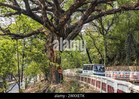 2. April 2024, Chittagong, Chattogram, Bangladesch: Bäume auf der schönen Straße vom Tigerpass nach Kadmatoli wurden für den Fall markiert. Die Entwicklungsbehörde Chittagong erklärte, dass diese Bäume vor dem Bau der Hauptinfrastruktur der Rampe nach dem Bodenversuch abgeschnitten werden. Anfang 2021 wurde eine Initiative zum Bau eines Krankenhauses in CRB ergriffen, einem Ort umgeben von natürlicher Schönheit und Grün. Aber die Zivilgesellschaft hat dagegen protestiert. Angesichts der Proteste der Zivilgesellschaft wurde das Krankenhaus nicht eröffnet. (Kreditbild: © Md. Zakir Hossain/Pacific Press über ZUMA Press Wi Stockfoto