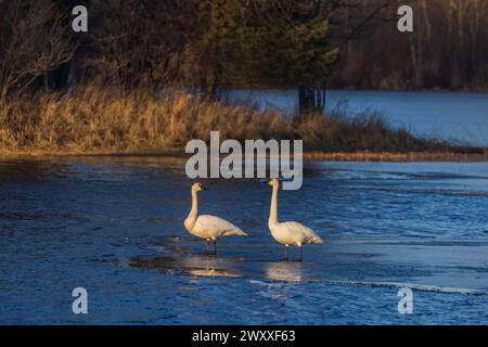 Trompeterschwäne an einem Märzabend im Norden von Wisconsin. Stockfoto