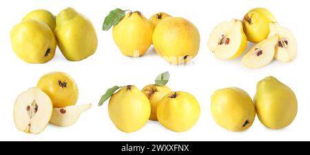 Frische reife Quittenfrüchte isoliert auf weiß, Set Stockfoto