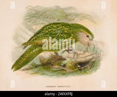 Flugunfähiger Kakapo. Stringops habroptilus. Bekannt als Kakapo (Strigops habroptilus), Johannes Keulemans, Künstler, 1872, Stockfoto