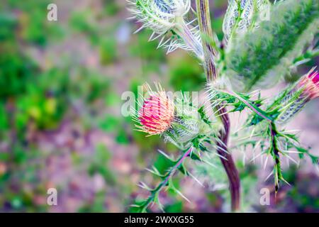 „Die Widerstandsfähigkeit der Natur: Eine einsame Distel steht hoch inmitten der weitläufigen Felder, ein Beweis für ihre Kraft und Schönheit angesichts der Elemente. Stockfoto