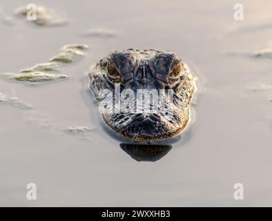 Der amerikanische Alligator Nahaufnahme Stockfoto