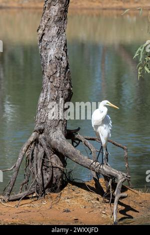 Mittlerer Egret (Ardea intermedia) auf freiliegenden Baumwurzeln, Ellendale Lagoon, nahe Fitzroy Crossing, Western Australia, WA, Australien Stockfoto