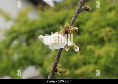 Flor emergente de cerezo Stockfoto