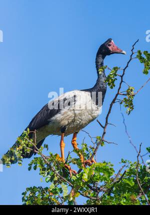 Magpie Goose (Anseranas semipalmata) auf einem Busch, Marlgu Billabong, Wyndham, Kimberley, Western Australia, WA, Australien Stockfoto