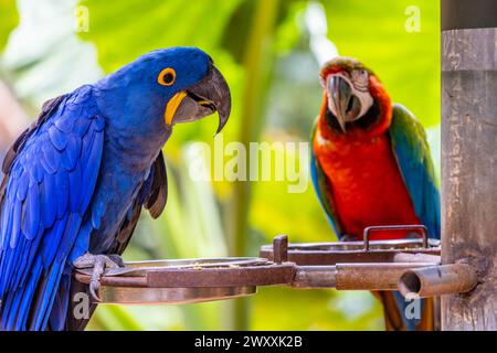 Blau gelb und rot große Ara Ara Papageienparrot in einem Vogelzoo Parque das Aves Vogelpark Brasilien Iguazu Wasserfälle. Farbenfrohe tropische Vögel mit Federn Stockfoto