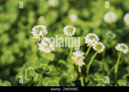 Weißklee-Wiesenblühpflanze (Trifolium repens) im Sommer, Makrofotografie, selektiver Fokus. Stockfoto