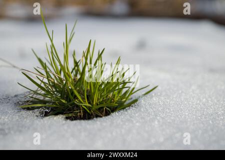 Erste Frühlingsblumen - blaue Schneeglöckchen im Wald. Natur nach dem Winter. Makroblumen. Stockfoto