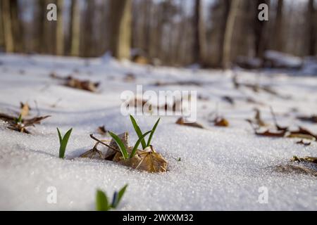 Erste Frühlingsblumen - blaue Schneeglöckchen im Wald. Natur nach dem Winter. Makroblumen. Stockfoto