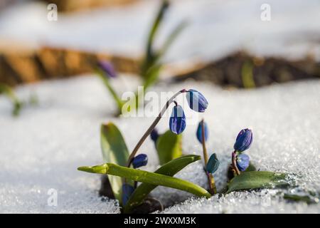 Blaue scilla-Blume im schmelzenden Schnee. Erste Frühlingsblumen. Anfang Frühling. Naturhintergründe. Ausgewählter Fokus. Neues Leben Stockfoto