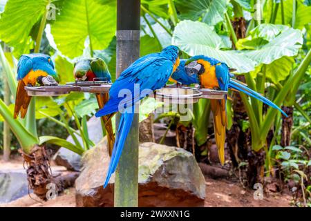 Blau gelb und rot große Ara Ara Papageienparrot in einem Vogelzoo Parque das Aves Vogelpark Brasilien Iguazu Wasserfälle. Farbenfrohe tropische Vögel mit Federn Stockfoto