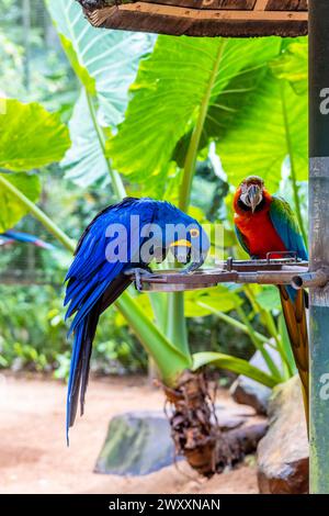 Blau gelb und rot große Ara Ara Papageienparrot in einem Vogelzoo Parque das Aves Vogelpark Brasilien Iguazu Wasserfälle. Farbenfrohe tropische Vögel mit Federn Stockfoto