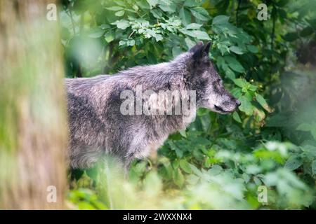 Grauwolf (Canis Lupus), im Wald von der Seite, Deutschland Stockfoto