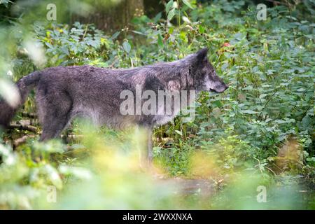 Grauwolf (Canis Lupus), im Wald von der Seite, Deutschland Stockfoto