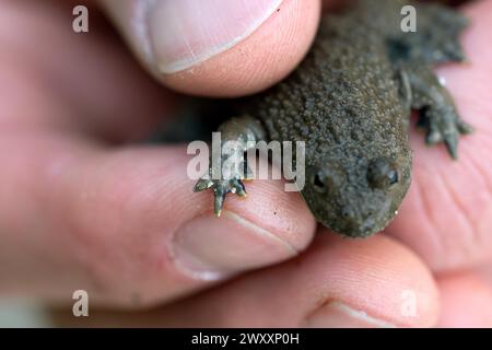 Gelbbauchkröte (Bombina variegata), auf der Hand, Nahaufnahme der Paarungskallositäten, Stolberg, Deutschland Stockfoto