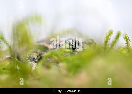 Natterjack Kröte (Epidalea calamita), versteckt in Moos, Nordrhein-Westfalen, Deutschland Stockfoto