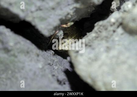 Natterjack Kröte (Epidalea calamita), versteckt in einem trockenen Riss im Boden, Nordrhein-Westfalen, Deutschland Stockfoto