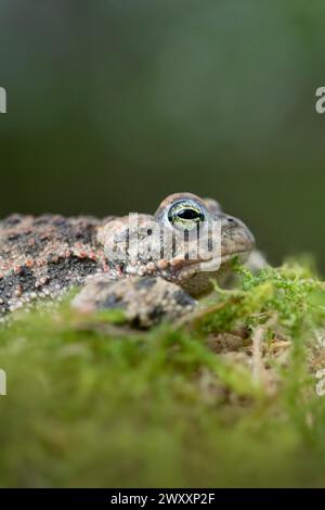 Natterjack Kröte (Epidalea calamita), versteckt in Moos, Nordrhein-Westfalen, Deutschland Stockfoto