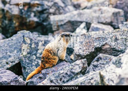 Murmeltier (Marmota caligata) sitzt auf einem Felsen an einem Felsbrocken, Banff National Park, Kanada Stockfoto