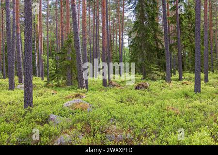 Kiefernwald mit grünem Heidelbeerstrauch auf dem Waldboden im Sommer Stockfoto