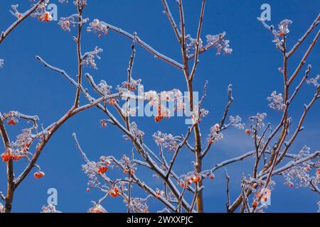 Nahaufnahme von Sorbus americana, American Mountain Ash Baumzweigen mit eisbedeckten orange roten Beeren vor einem blauen Himmel im Winter in Quebec, Kanada Stockfoto