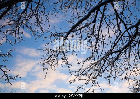 Nahaufnahme überhängender, mit Eis bedeckter Laubbaumzweige vor einem blauen Himmel mit weißen Wolken im Winter in Quebec, Kanada Stockfoto