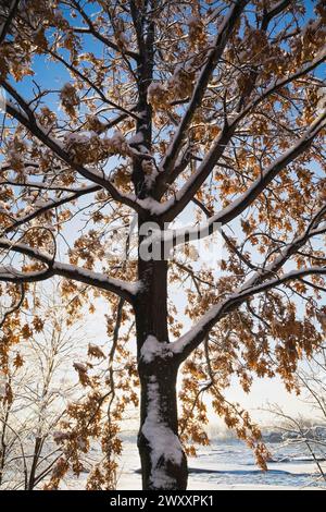 Silhouetten Quercus, Eiche mit ausbreitenden Zweigen und braunen Blättern bedeckt mit Eis und Schnee im Winter bei Sonnenaufgang, Ile St-Jean, Terrebonne Stockfoto