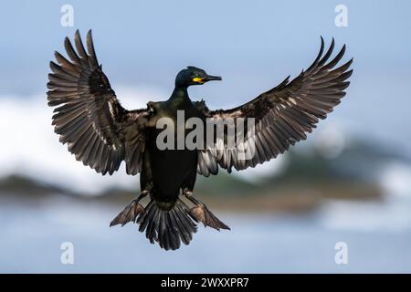 Gemeine (Phalacrocorax aristotelis), im Flug, Insel Hornoya, Hornoya, Vardo, Varanger-Halbinsel, Troms og Finnmark, Norwegen Stockfoto