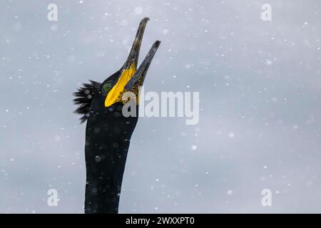 Gemeine (Phalacrocorax aristotelis), im Schnee, Insel Hornoya, Hornoya, Vardo, Varanger-Halbinsel, Troms og Finnmark, Norwegen Stockfoto