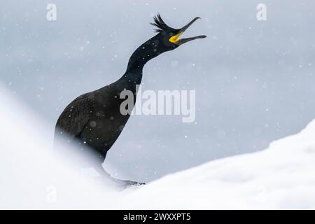 Gemeine (Phalacrocorax aristotelis), im Schnee, Insel Hornoya, Hornoya, Vardo, Varanger-Halbinsel, Troms og Finnmark, Norwegen Stockfoto