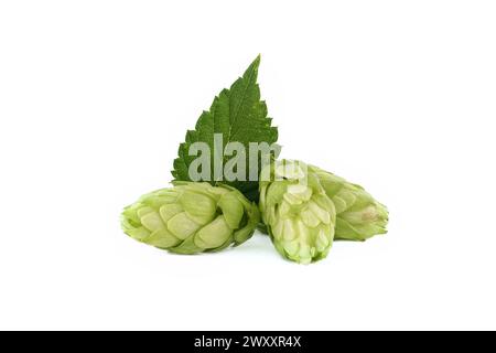 Frischer grüner Hopfenkonen in Nahaufnahme isoliert auf weißem Hintergrund, volle Feldtiefe. Humulus-Lupulus-Samenkegel, Bierzutaten, pflanzliche natürliche Mittel Stockfoto