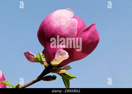 Nahaufnahme einer blühenden Magnolie (Magnolia x soulangeana), mit rosa Blüten auf grünem Hintergrund, Baden-Baden, Baden-Württemberg, Deutschland Stockfoto